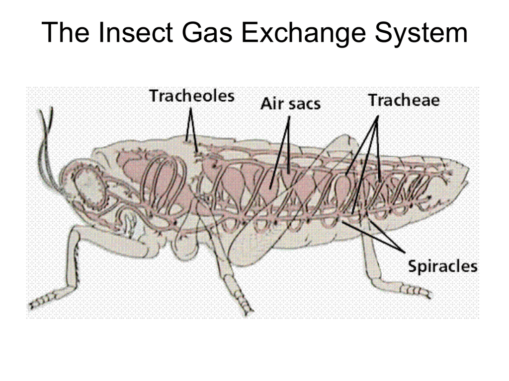 Insect Gas Exchange