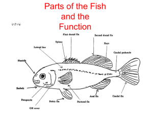 Parts of Fish Function