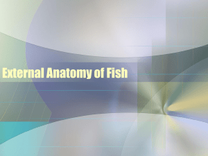 External Anatomy of Fish PowerPoint