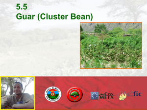 5.5 Guar (Cluster Bean) - Spate Irrigation Network