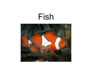 Fish- Powerpoint