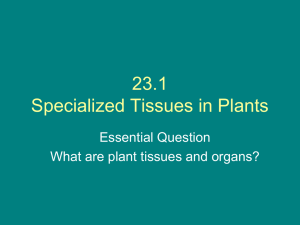 bio 11 plant tissues dec 2