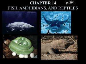 chapter 15 fish, amphibians, and reptiles