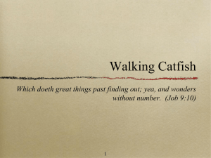 Walking Catfish