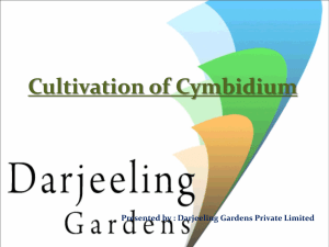 Cymbidium Orchids - Darjeeling Gardens Private Limited