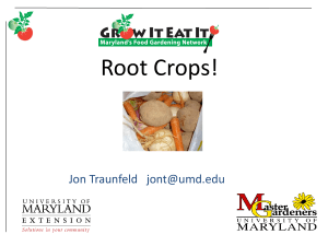 Root Crops - University of Maryland Extension
