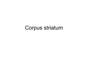 Corpus striatum