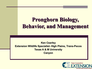 Pronghorn Biology, Behavior, and Management