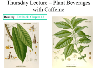 Tuesday Lecture – Plant Beverages with Caffeine
