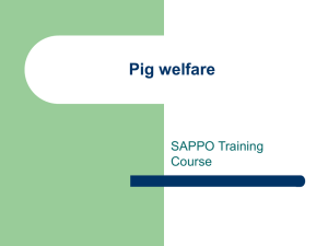 Pig-welfare