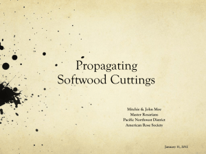 Propagating Softwood Cuttings
