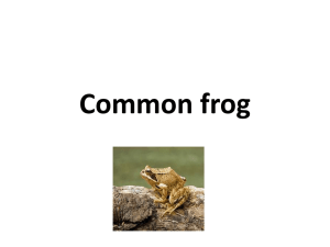 European Common Frog - Online Veterinary Anatomy Museum