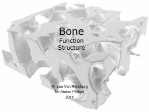 Bone structure and function