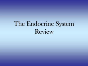 The Endocrine System Review