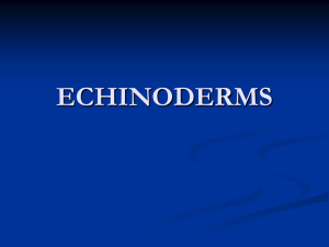 ECHINODERMS