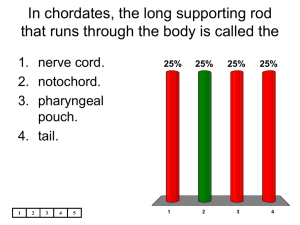 In chordates, the long supporting rod that runs through the body is