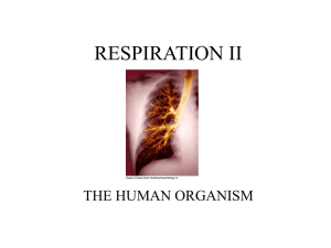 the respiratory system: mechanics of ventilation