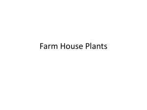 Farm House Plants