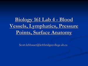 Blood Vessels, Lymphatics, Pressure Points, Surface