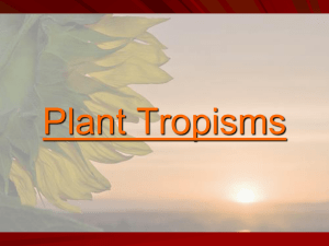 Plant Tropisms What are we talking about?