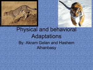 Physical Adaptations of a Tiger and Cheetah