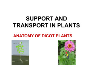 SUPPORT AND TRANSPORT IN PLANTS