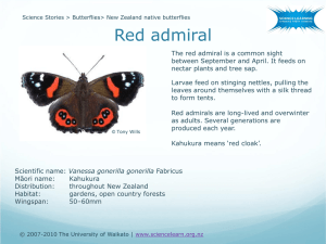 New Zealand native butterflies