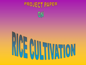RICE CULTIVATION