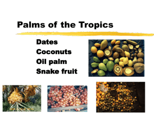 Palms of the Tropics