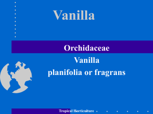 Vanilla - Aggie Horticulture