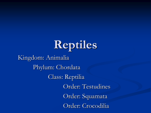 30. Class Reptilia Notes