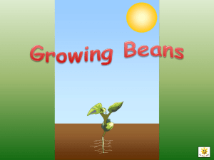 Growing Beans - Communication4All