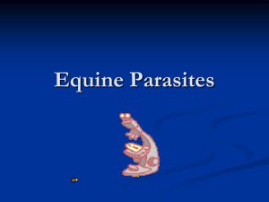 Equine Parasites3