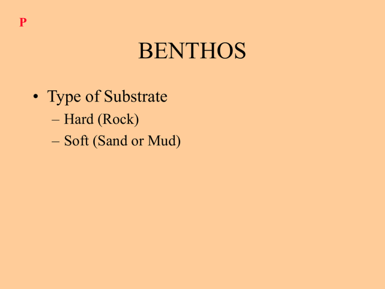 benthos