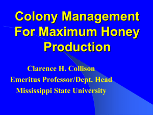 Management Year Around For Maximum Honey Production