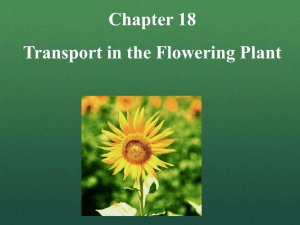 Transport in the Flowering Plant Powerpoint