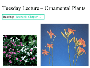 Tuesday Lecture – Ornamental Plants