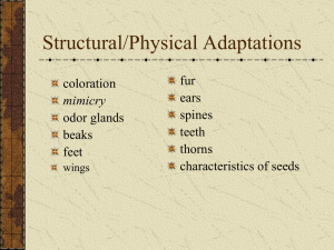 Structural Adaptations PowerPoint