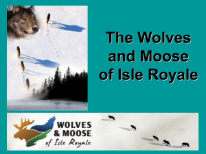 The Wolves and Moose of Isle Royale