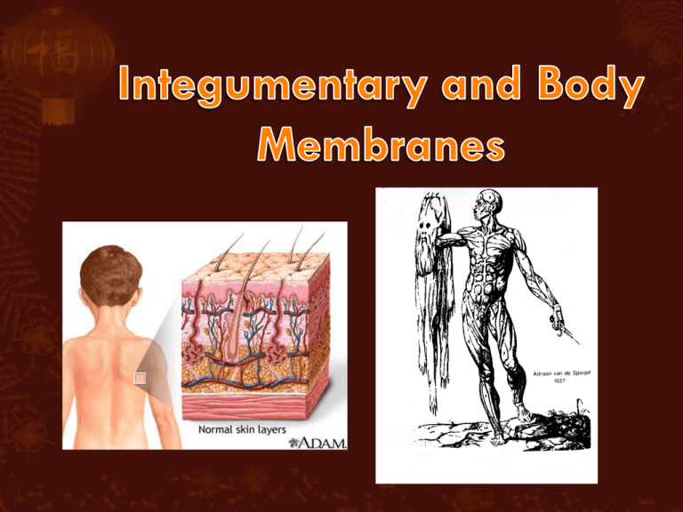 Cutaneous Membrane