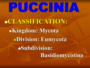 Puccinia fungus - World of Teaching