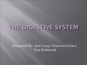 Lab 8: Digestive System