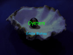 Oysters- Powerpoint