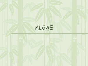 Algae - SharpSchool