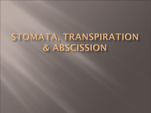 Stomata, Transpiration & Abscission