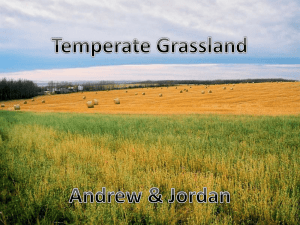 Temperate_Grassland