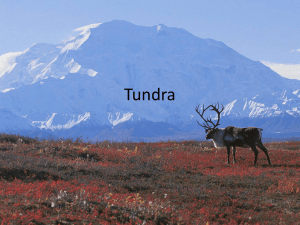Case Study: Tundra (By Suzanne) - geo