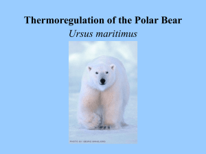 Polar_Bear_Thermoregulation