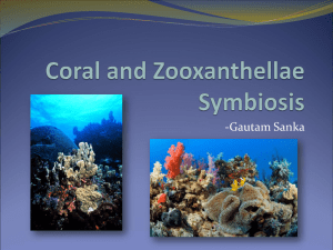 Coral and Zooxanthellae Symbiosis
