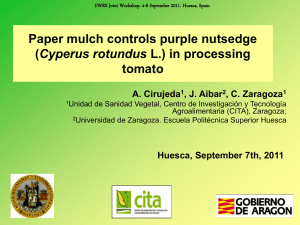 Control de jucia (Cyperus rotundus L.) en cultivos
